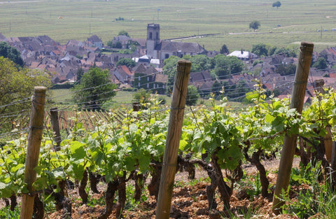 In conversation with: Wine Source x Fanny Sabre