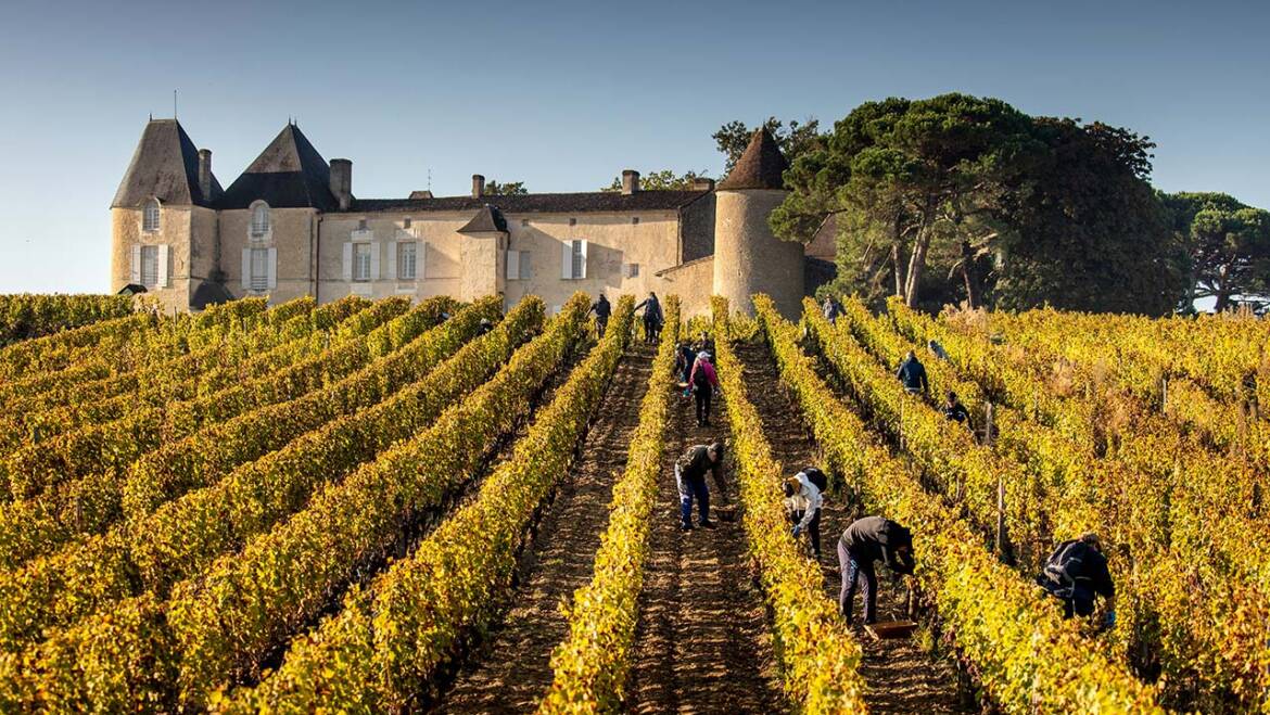 Château d’Yquem, Sauternes