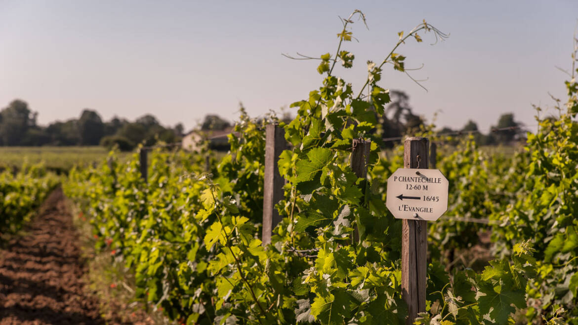 Château L’Evangile, Pomerol