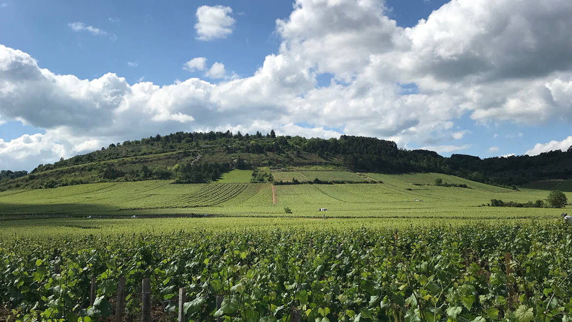 Domaine Florence Cholet, Corcelles-les-Arts (Puligny Montrachet)