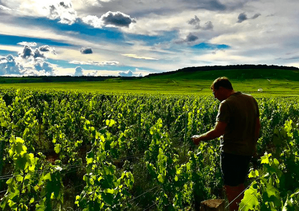 Champagne Larmandier Bernier, Vertus