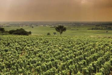 Robert Groffier “Les Sentiers” Chambolle-Musigny 1er Cru