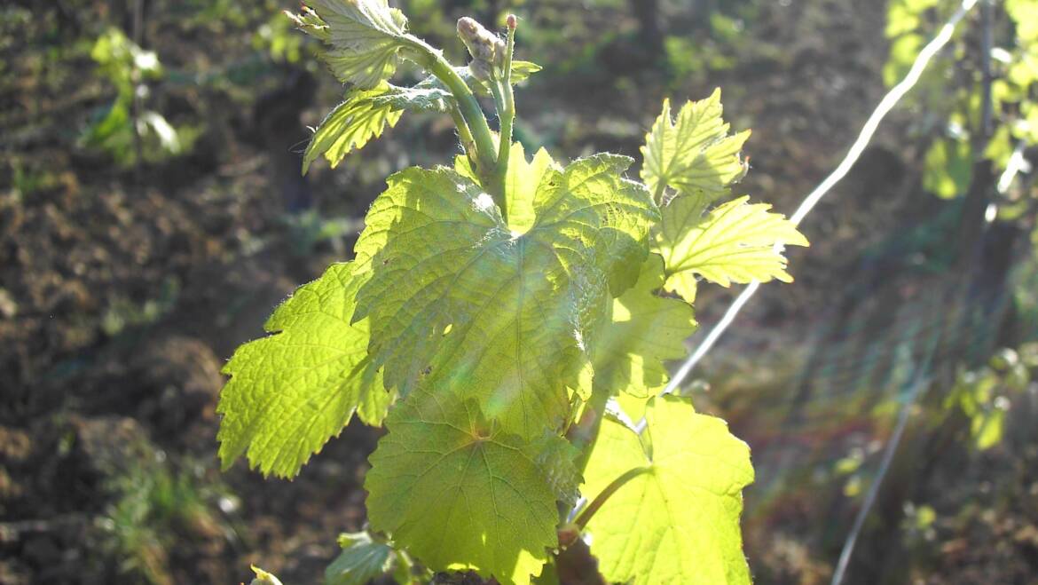 Domaine de la Croix Senaillet, Mâcon-Davayé