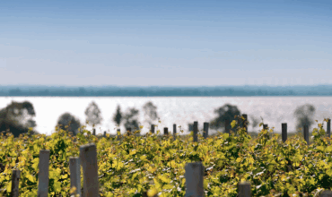 Bordeaux EP 2024 – Château Montrose